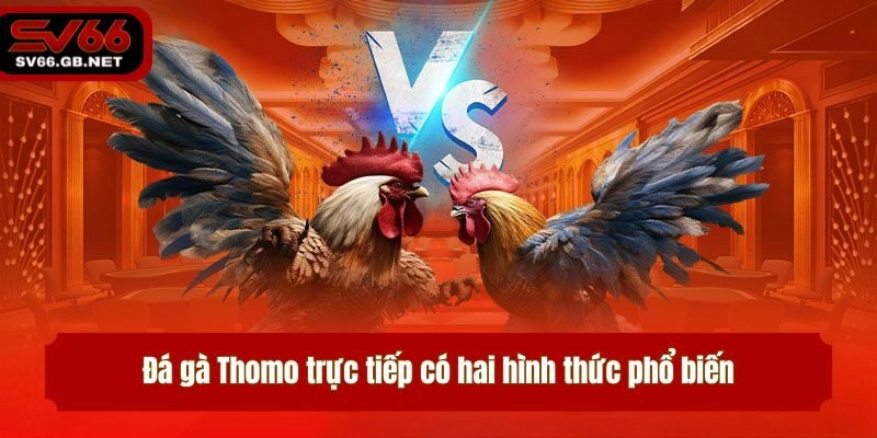 Đá gà Thomo trực tiếp có hai hình thức phổ biến