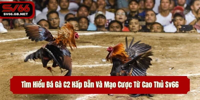 Tìm Hiểu Đá Gà C2 Hấp Dẫn Và Mạo Cược Từ Cao Thủ Sv66